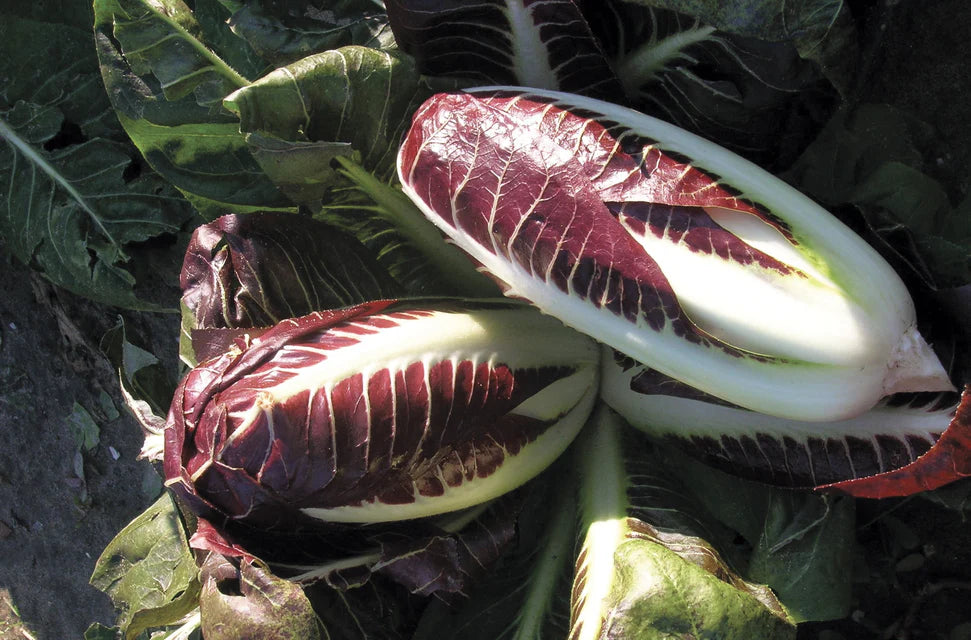 Chicory Radicchio WCS Seed
