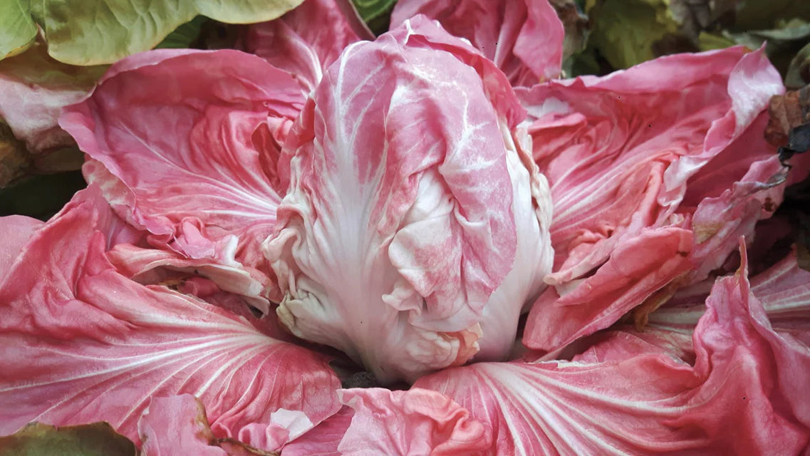 Chicory Monterosa WCS Seed