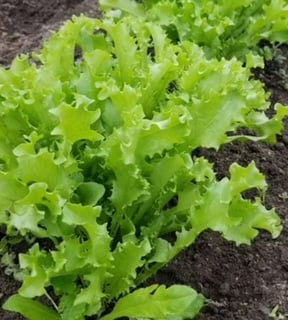Chicory Green Curled Endive WCS Seed