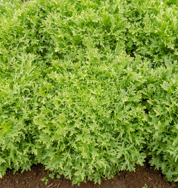 Chicory Benefine WCS Seed