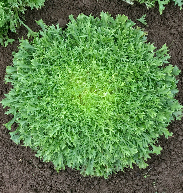 Chicory Benefine WCS Seed