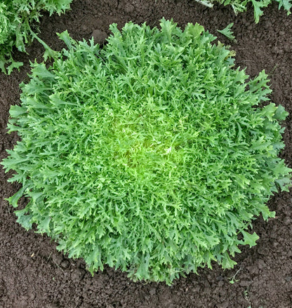 Chicory Benefine WCS Seed