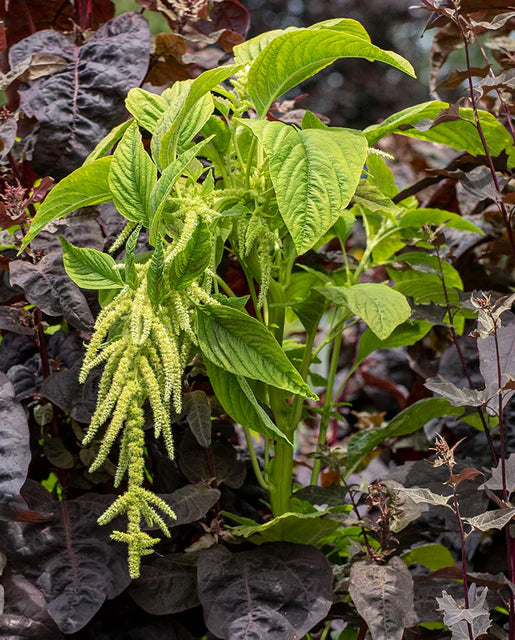 Amaranth Callaloo WCS Seed