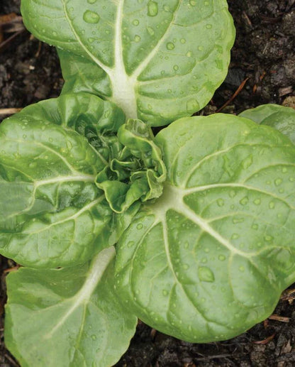 Pac Choi Toy Choy WCS Seed