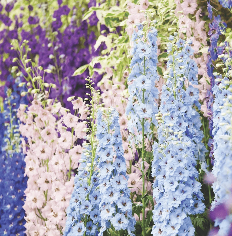 Delphinium Magic Fountains Mixed OSC Seed