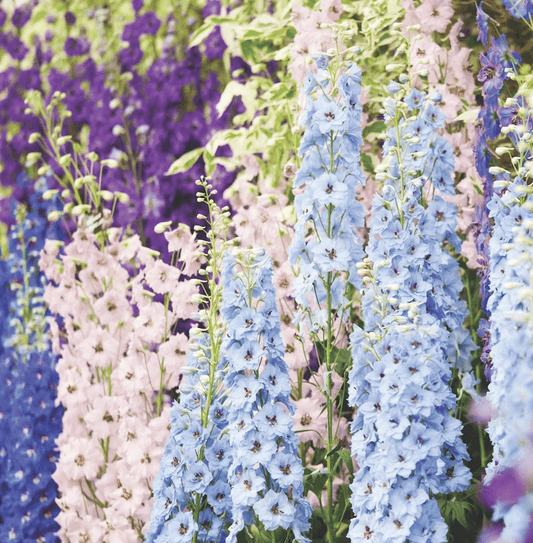 Delphinium Magic Fountains Mixed OSC Seed