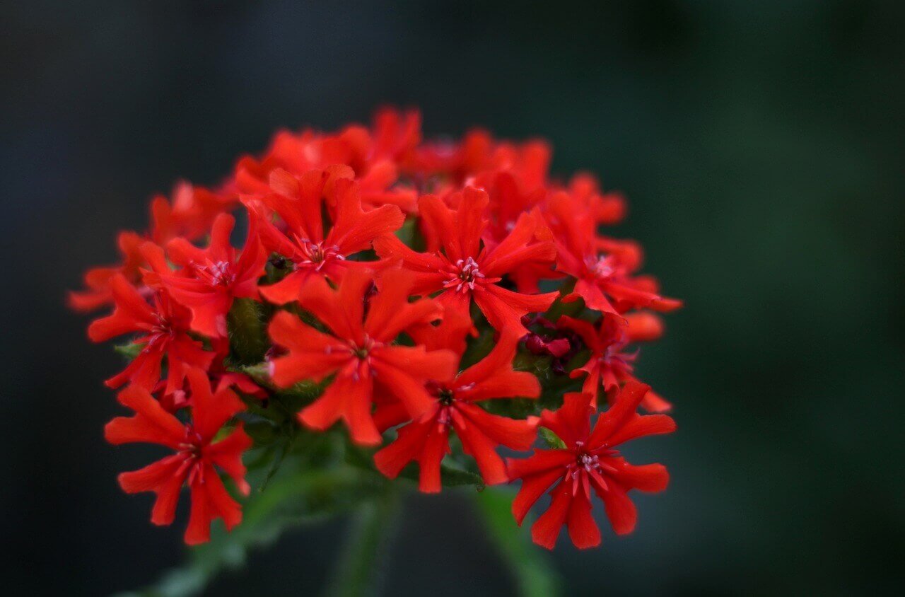 Lychnis Maltese Cross OSC Seeds