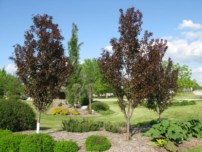 Ornamental Crabapple Gladiator Rosybloom 7G