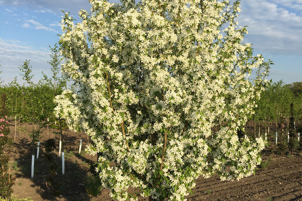 Crabapple Starlite Ornamental 5G