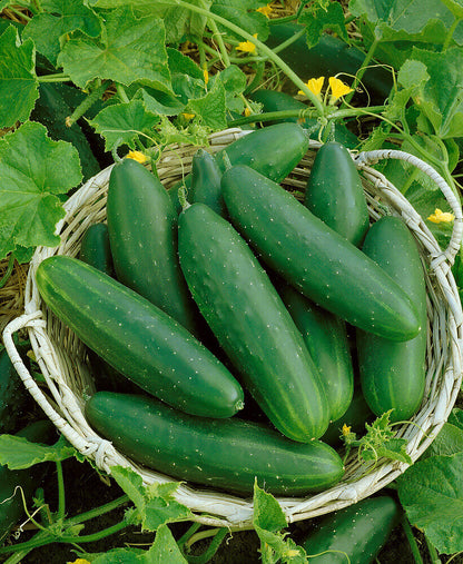 Cucumber Marketmore Organic OSC Seed