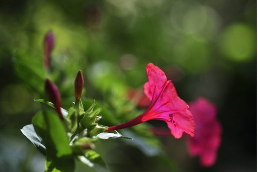 Four O'Clock Rose OSC Seed