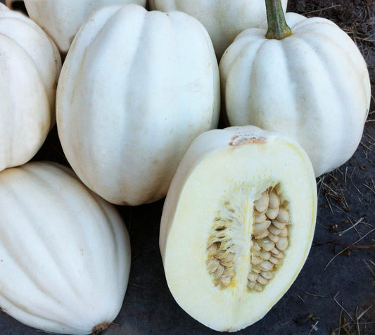 Squash Winter Mashed Potatoes OSC Seeds