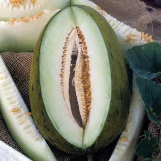 Melon Santa Claus OSC Seeds