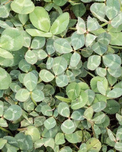 Clover Microclover  WCS Seeds