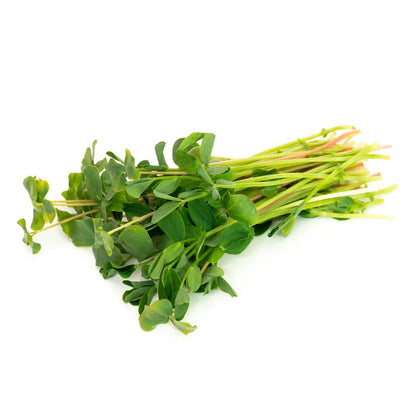 Microgreens Microgreen Salad