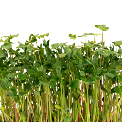 Microgreens Microgreen Salad