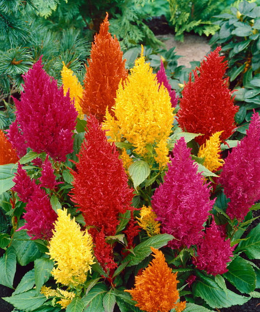 Celosia Plumosa Mixed OSC Seed