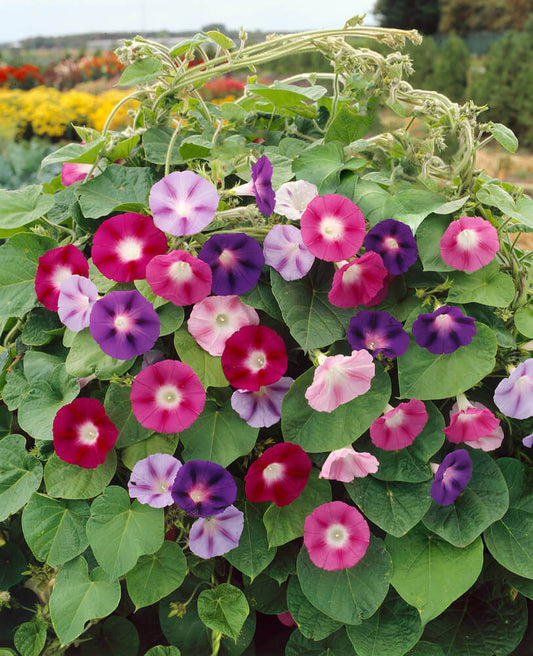 Morning Glory Mixed Colours OSC Seed