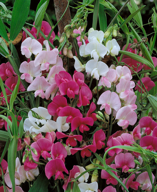 Sweet Pea Everlasting Mixed Colours OSC Seed