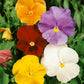 Viola Mixed Colour OSC Seed