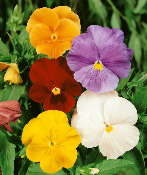 Viola Mixed Colour OSC Seed