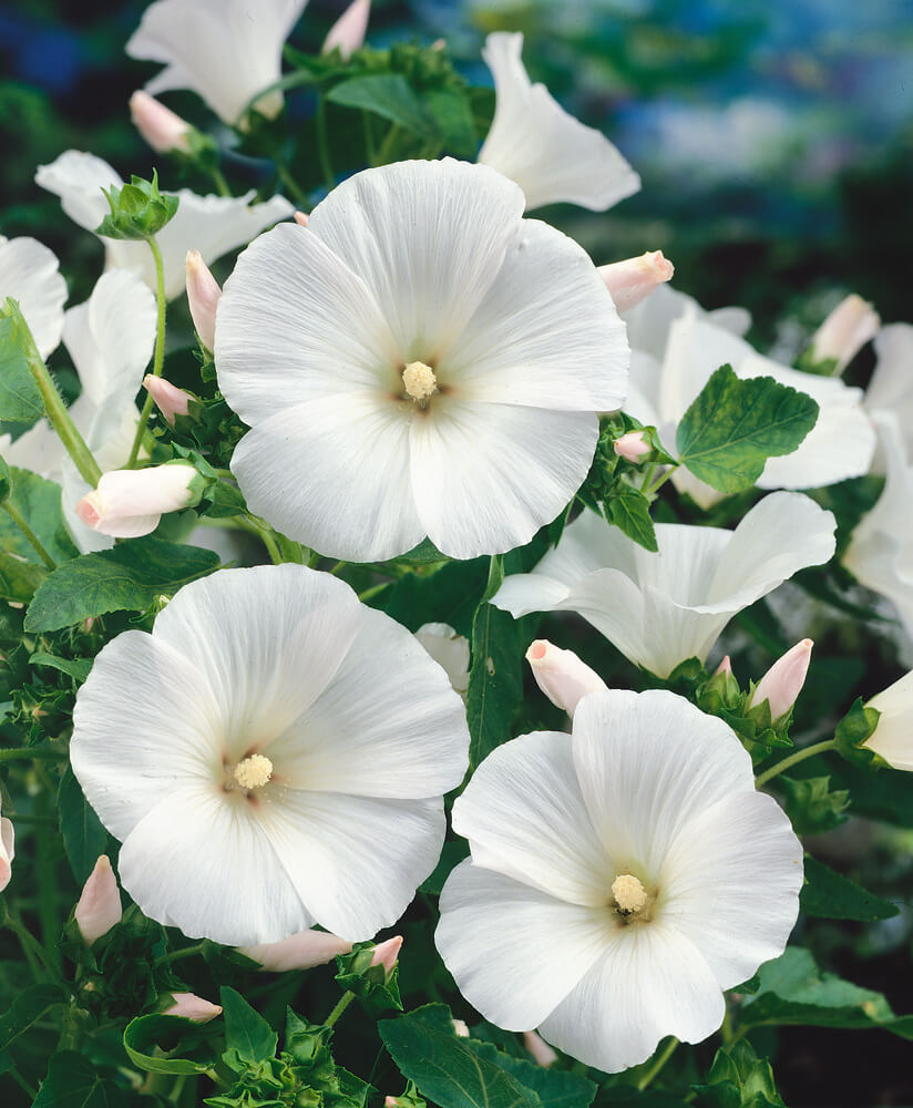 Lavatera Mont Blanc OSC Seed – Garden Girl