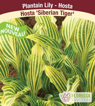 Hosta Siberian Tiger Bare Root