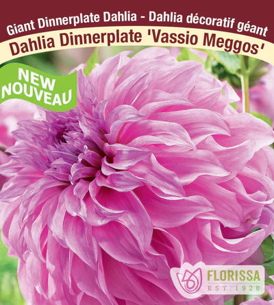 Dahlia Vassio Meggos Dinnerplate Clump