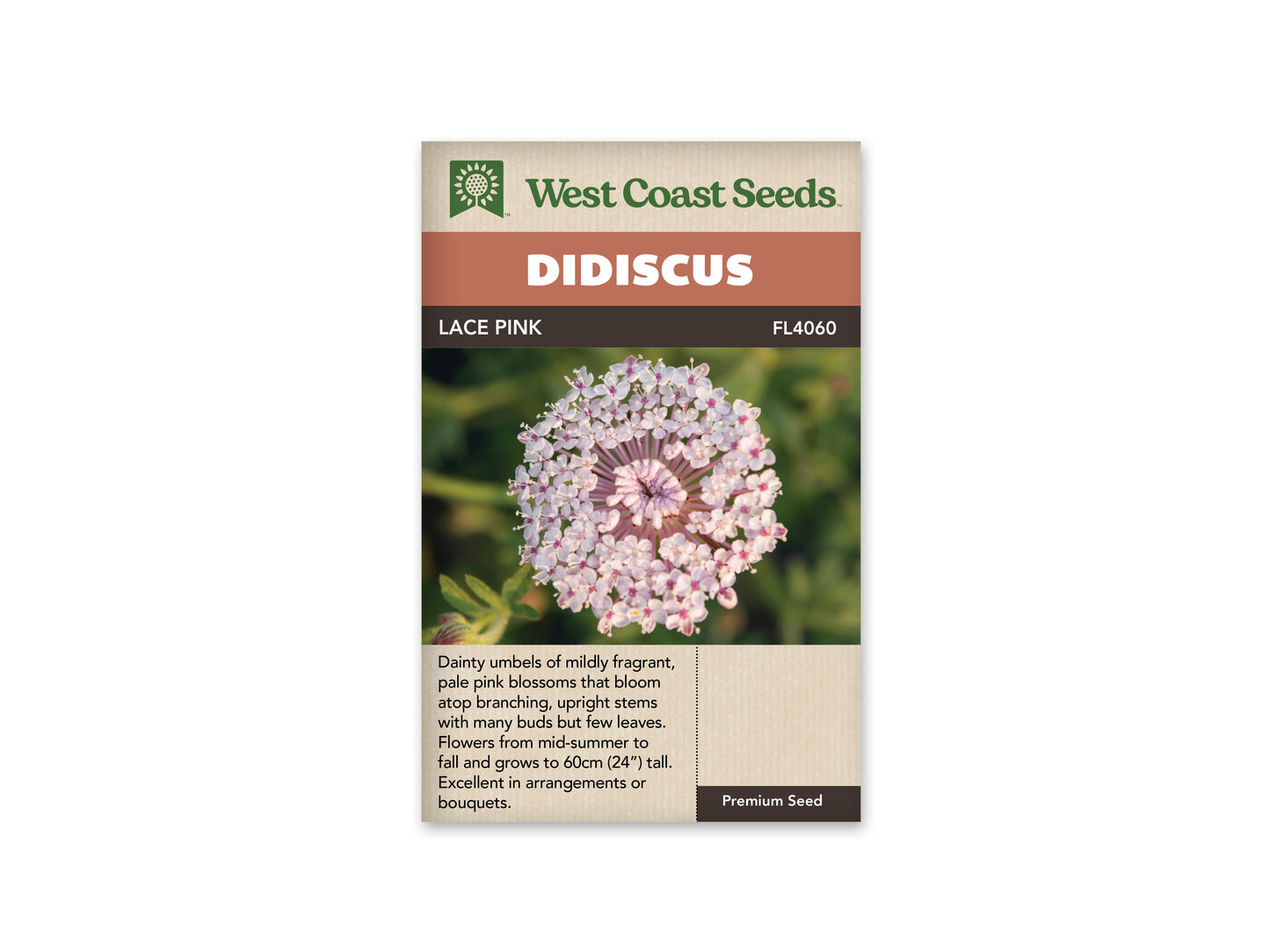 Didiscus Lace Pink WCS Seeds