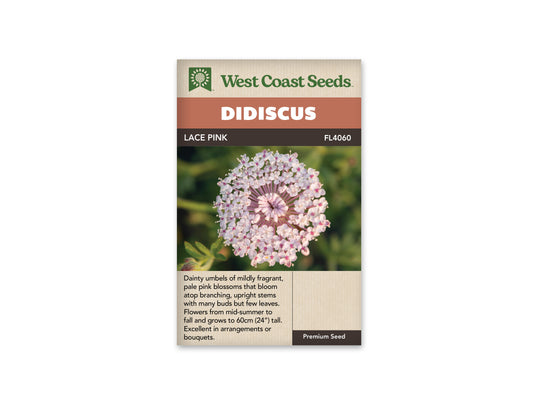 Didiscus Lace Pink WCS Seeds