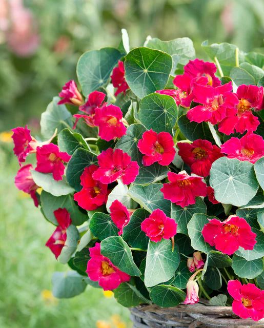 Nasturtiums Baby Rose WCS Seeds