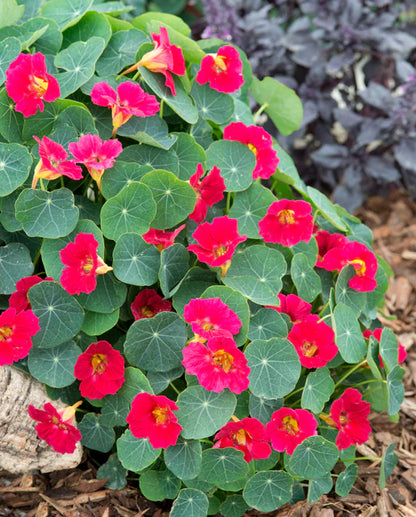 Nasturtiums Baby Rose WCS Seeds