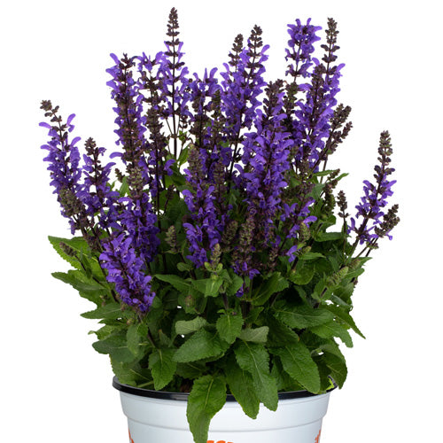 Salvia Noble Knight Sage 1G – Garden Girl