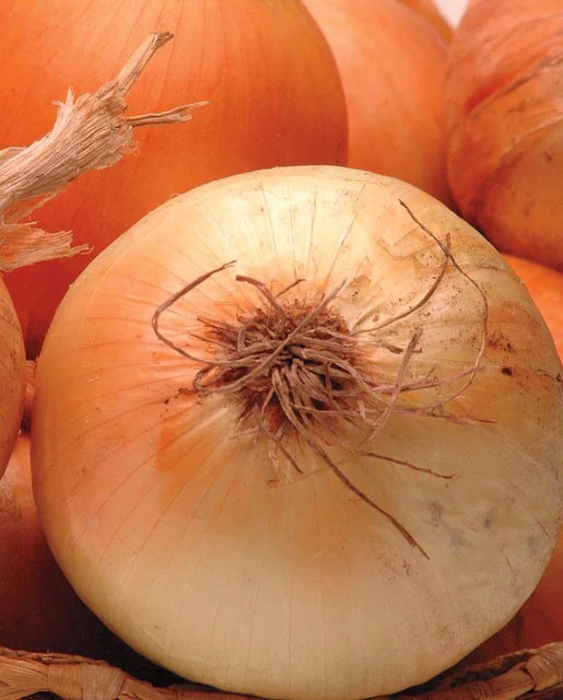 Onions Calibra WCS Seed