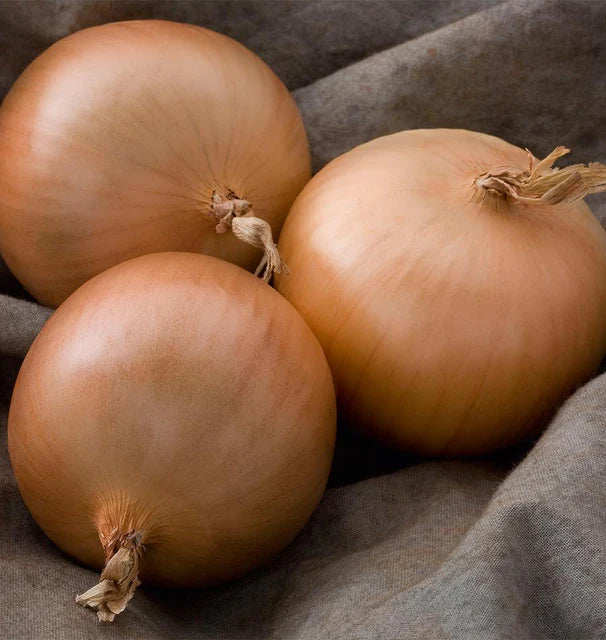 Onions Patterson F1 WCS Seed