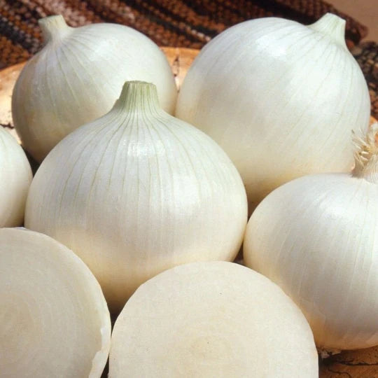 Onion White Sweet Spanish MIgardener Seed