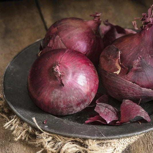 Onion Ruby Red Long Day MIgardener Seed