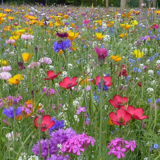 Wildflowers Mixture OSC Seed