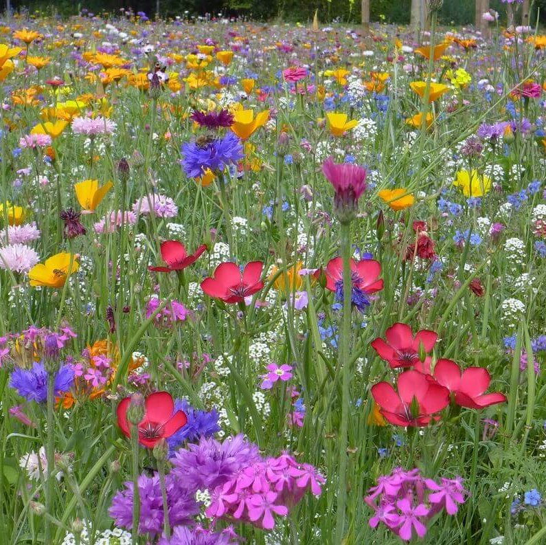 Wildflower Mix Jumbo OSC Seed