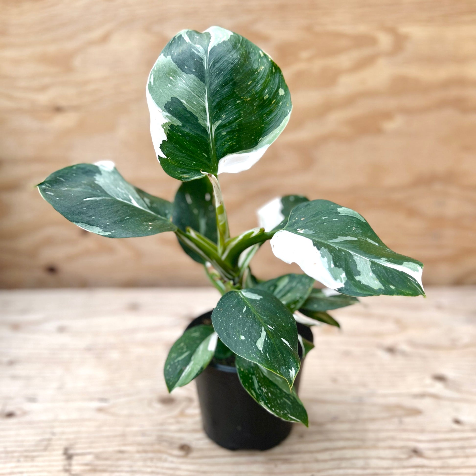 white wizzard philodendron Philodendron White Wizard 4” – Garden Girl