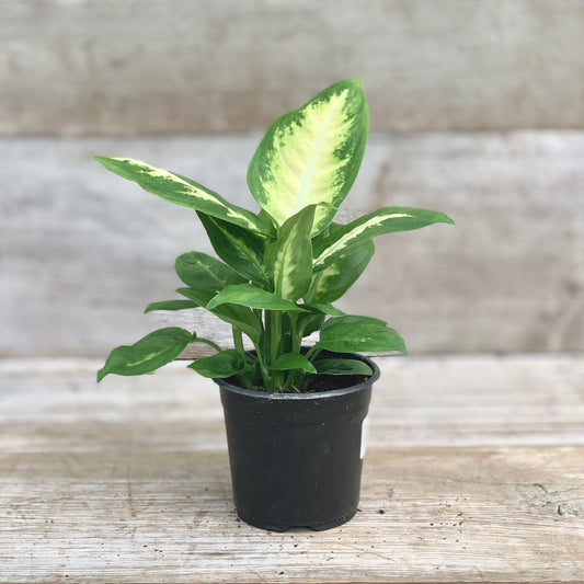 Dieffenbachia Camille 6”