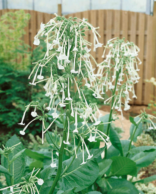 Nicotiana Only The Lonely OSC Seed