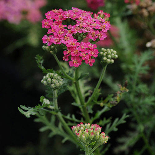 Achillea New Vintage Rose Yarrow 2G