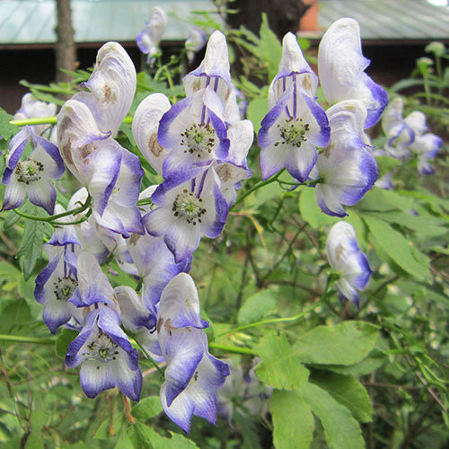 Monkshood Bicolor 1G