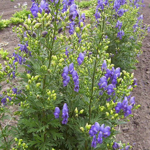 Monkshood 1G