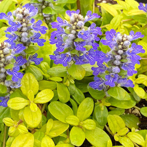 Feathered Friends™ Cordial Canary Bugleweed