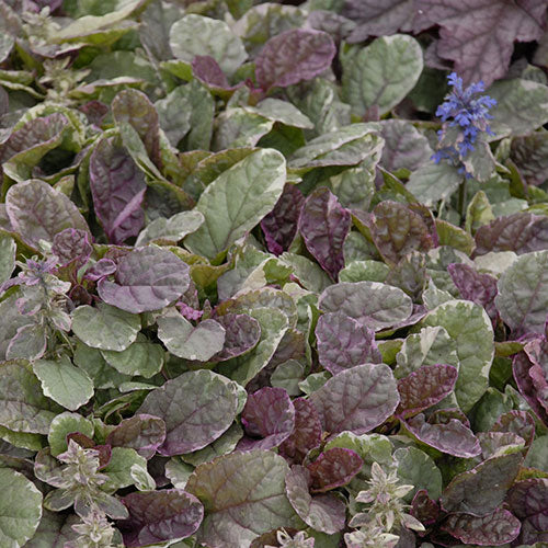 Bugleweed Burgandy Glow