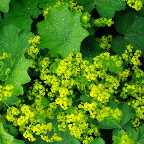 Lady's Mantle 1G