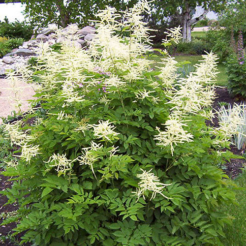 Goat's Beard Goatee