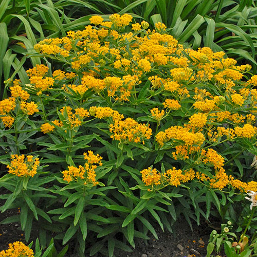 Milkweed Hello Yellow 1G